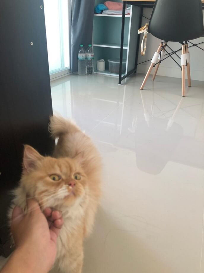 ดูดวงแมวหายที่ภูทับเบิก