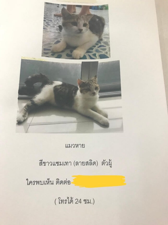 ดูดวงแมวหายไป 3 วัน