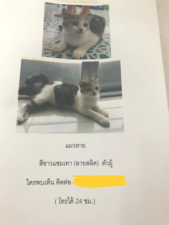 ดูดวงแมวหายไป 3 วัน