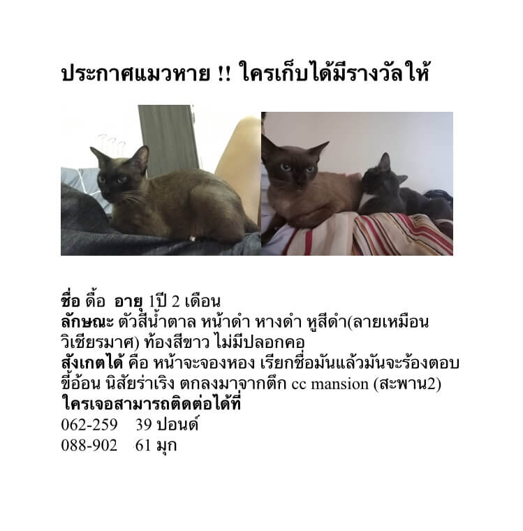 ดูดวงแมวหาย แต่หาเจอหลังผ่านไป 5 วัน