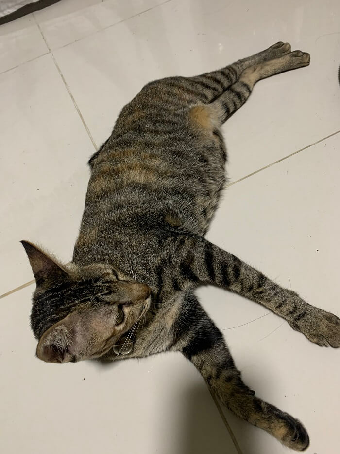 น้องแมวชื่อโชค