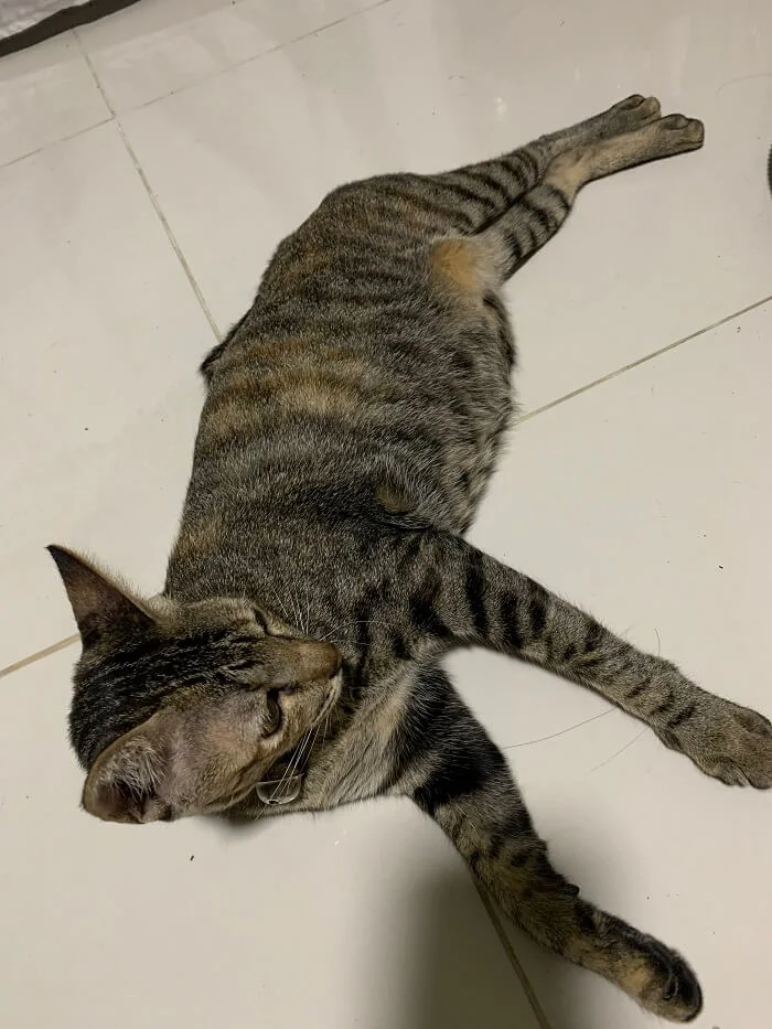 น้องแมวชื่อโชค
